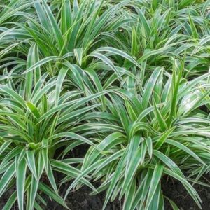 Meet your Posher, Ella